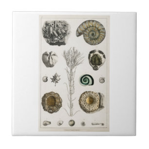 CERAMIC TILE VINTAGE "FOSSILS" OLIVER GOLDSMITH KAKELPLATTA