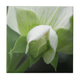 Ceramisk platta Grönt Vit botaniska del Kakelplatta