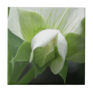 Ceramisk platta Grönt Vit botaniska del Kakelplatta