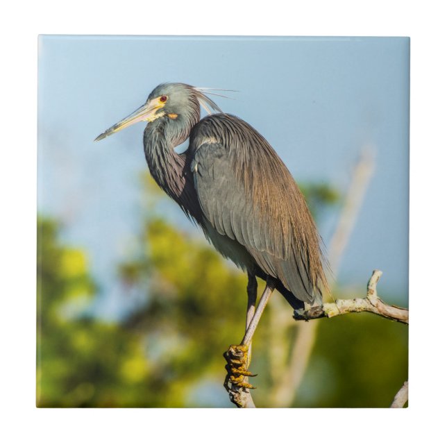 Ceramisk platta Perfekt Kakelplatta (Framsidan)