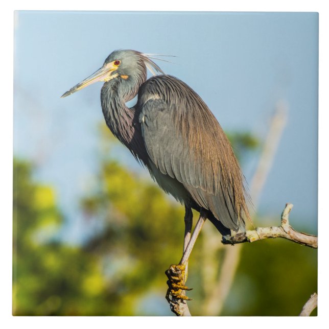 Ceramisk platta Perfekt Kakelplatta (Framsidan)