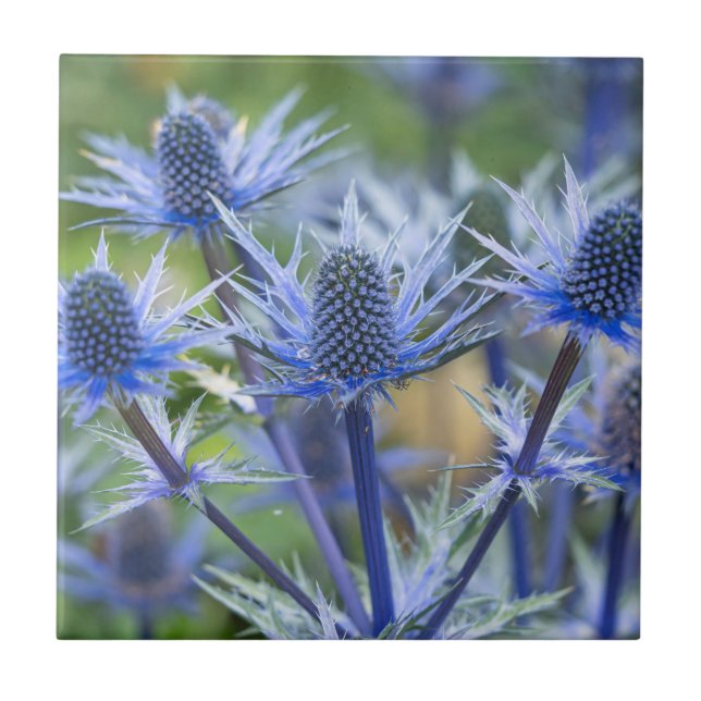 Ceramiska plattan Sea Holly"Big Blue" Kakelplatta (Framsidan)