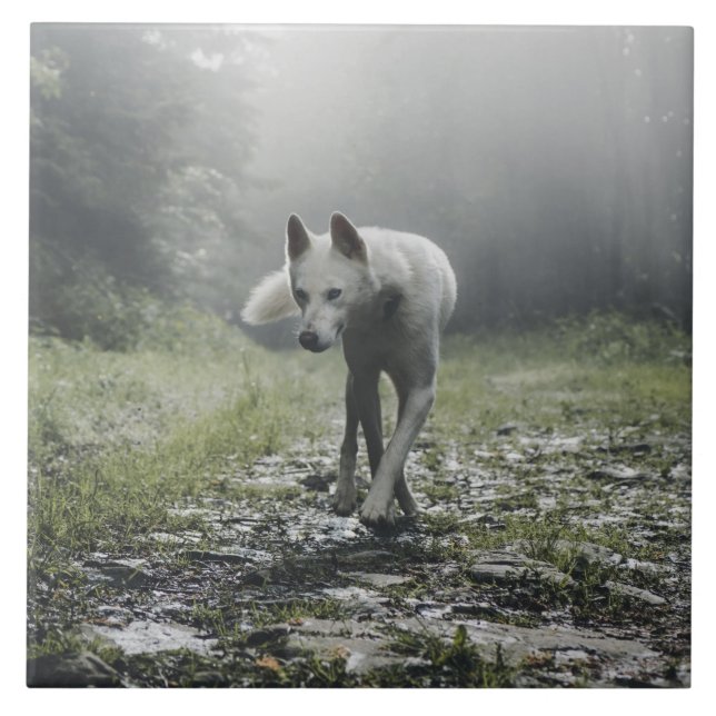 Ceramiska plattan White Siberian husky Kakelplatta (Framsidan)