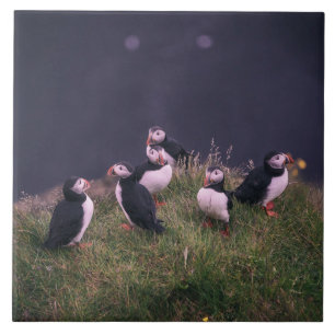 Ceramiska plattor av atlantisk puffins kakelplatta