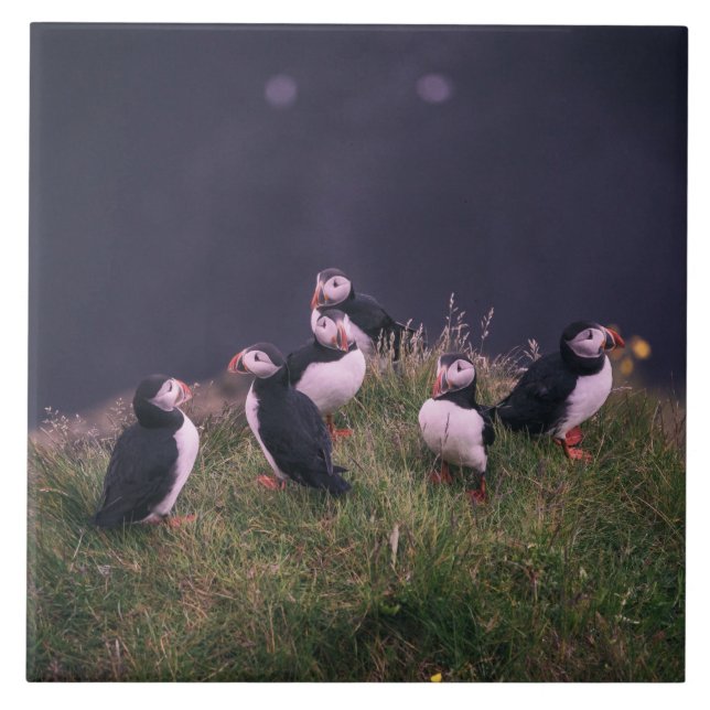 Ceramiska plattor av atlantisk puffins kakelplatta (Framsidan)