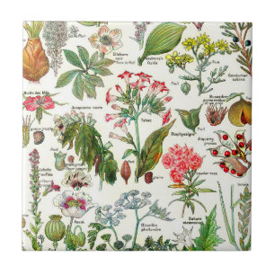 Ceramiska plattor för botaniska illustrationer kakelplatta