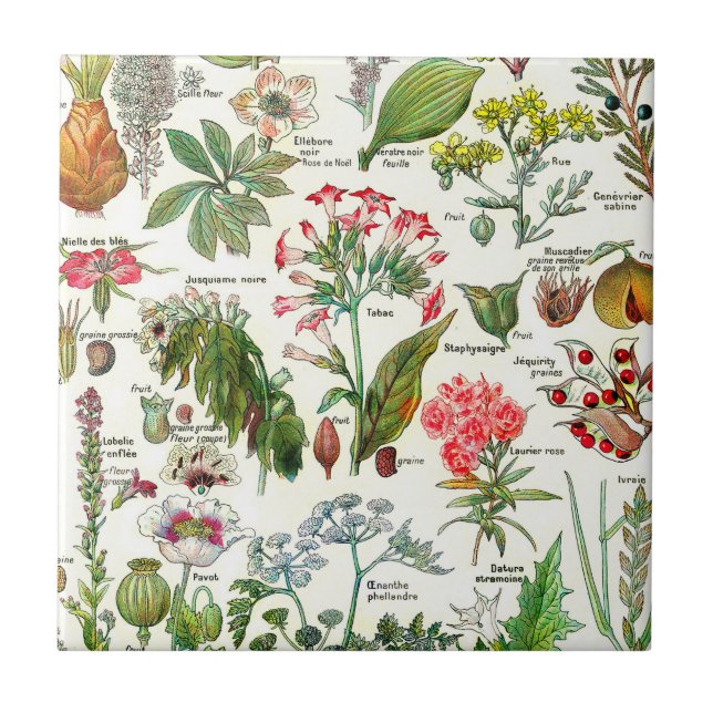 Ceramiska plattor för botaniska illustrationer kakelplatta (Framsidan)