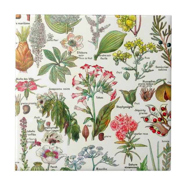 Ceramiska plattor för botaniska illustrationer kakelplatta (Framsidan)