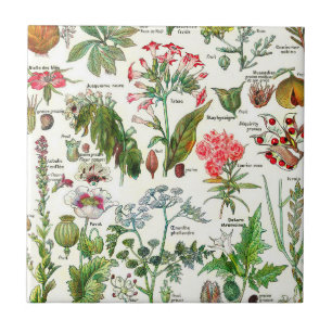 Ceramiska plattor för botaniska illustrationer kakelplatta