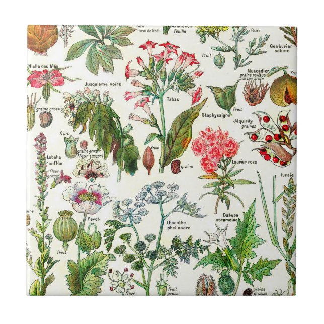 Ceramiska plattor för botaniska illustrationer kakelplatta (Framsidan)