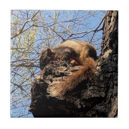 Ceramiska plattor för ekorrar kakelplatta