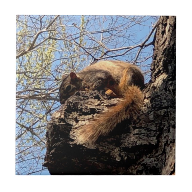 Ceramiska plattor för ekorrar kakelplatta (Framsidan)