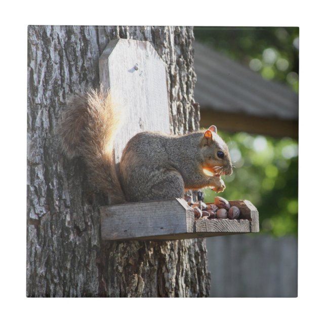 Ceramiska plattor för ekorrar kakelplatta (Framsidan)