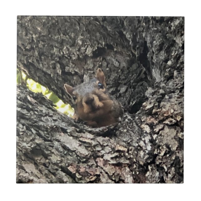Ceramiska plattor för ekorrar kakelplatta (Framsidan)
