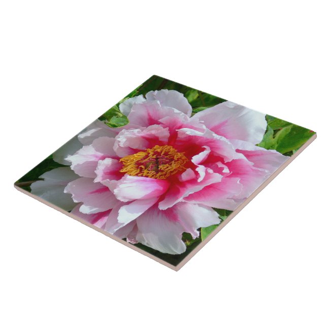 CERAMISTISK TIL/FRILLY RO ROSA & WHITE PEONY KAKELPLATTA (Sidan)