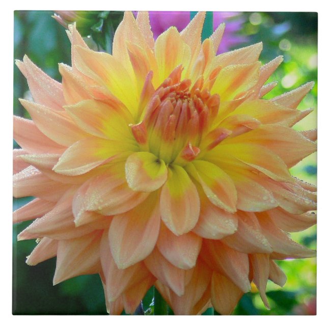 CERAMISTISK TIL MED PEACH-FÄRGAD DAHLIA KAKELPLATTA (Framsidan)