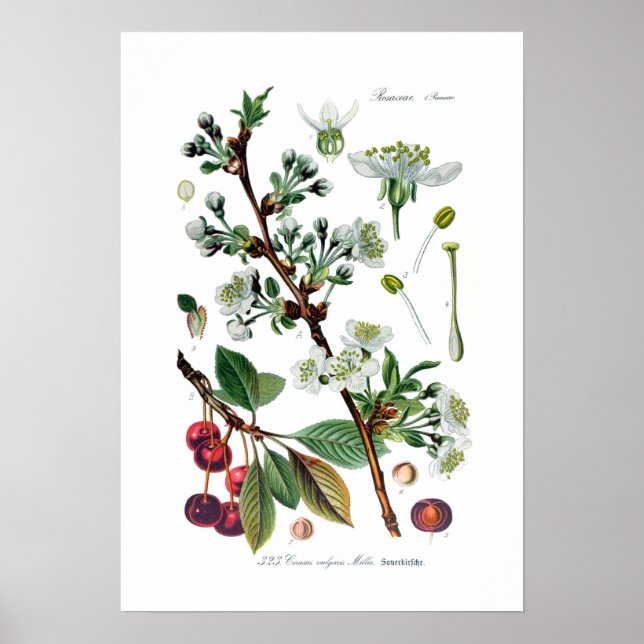 Cerasus vulgaris (Cherry) Poster (Framsidan)