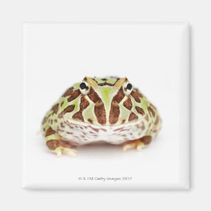 Ceratophrys Cranwelli, Cranwells Horned groda, Magnet