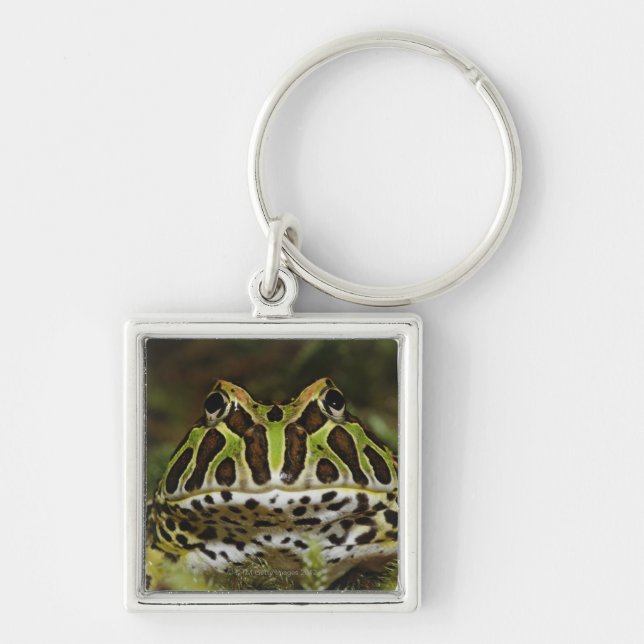 Ceratophrys cranwelli fyrkantig silverfärgad nyckelring (Framsidan)
