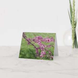 Cercis Tack Kort