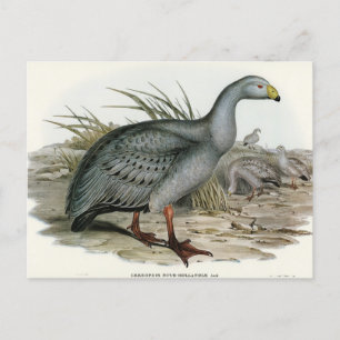 Cereopsis Goose av Elizabeth Gould Vykort