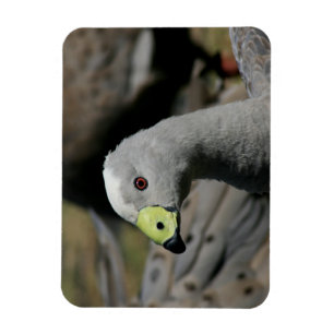Cereopsis novaehollandiae eller Cape Barren Goose Magnet