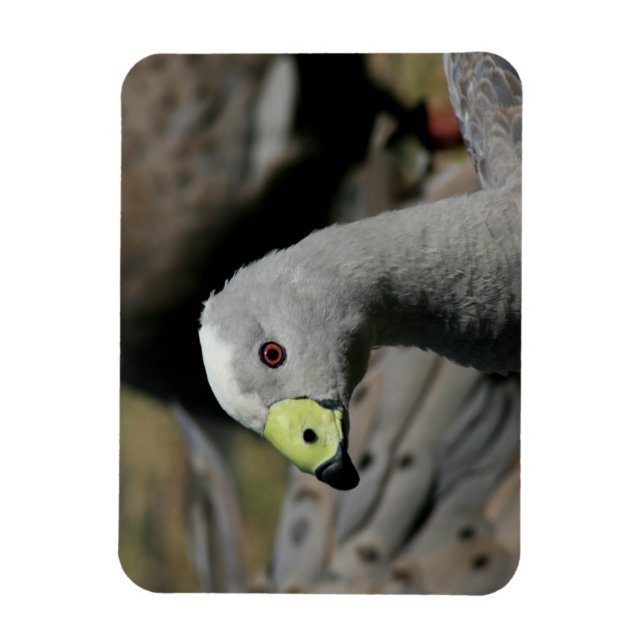 Cereopsis novaehollandiae eller Cape Barren Goose Magnet (Vertikal)