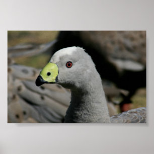 Cereopsis novaehollandiae eller Cape Barren Goose Poster