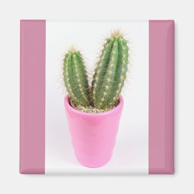Cereus cactus i en rosa pot magnet (Framsidan)