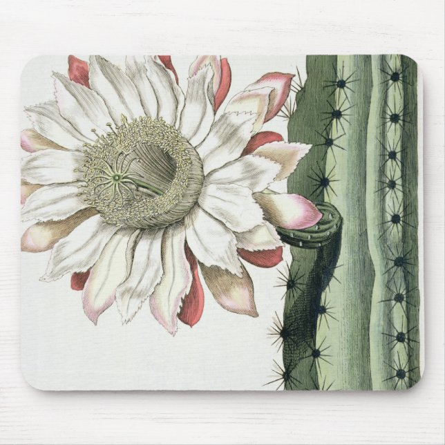 Cereus Erectus Altissimus Syrinamensis från 'Phyth Musmatta (Framsidan)