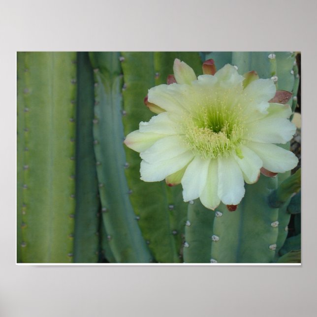 Cereus Fringe Poster (Framsidan)