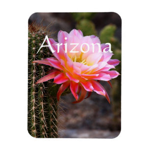Cereus i rosa kaktusblom, Arizona Magnet