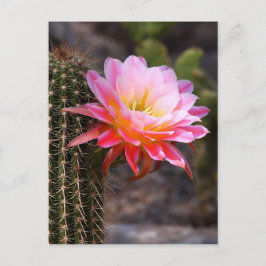 Cereus i rosa kaktusblom vykort