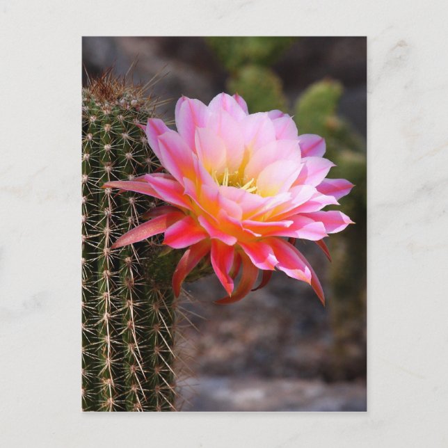 Cereus i rosa kaktusblom vykort (Framsida)