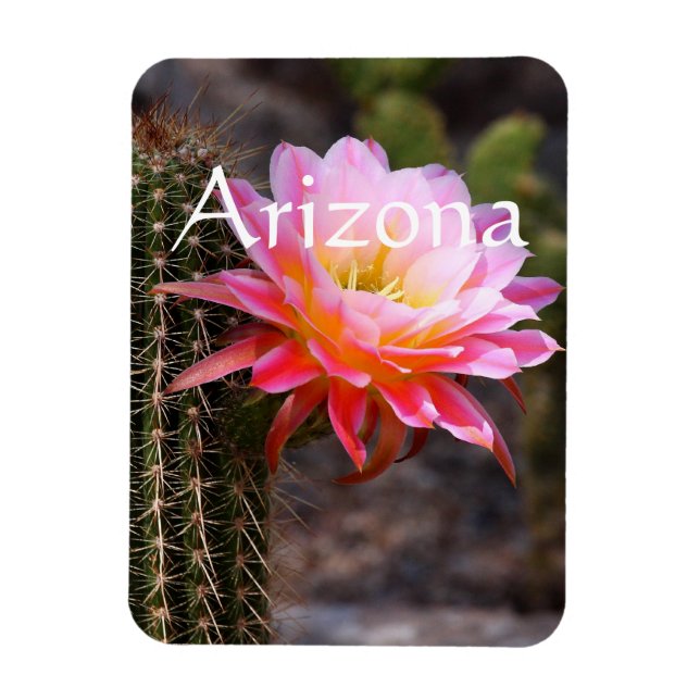 Cereus in rosa cactus bloom, Arizona Magnet (Vertikal)