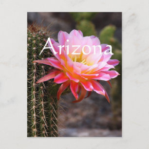 Cereus in rosa cactus bloom, Arizona Vykort