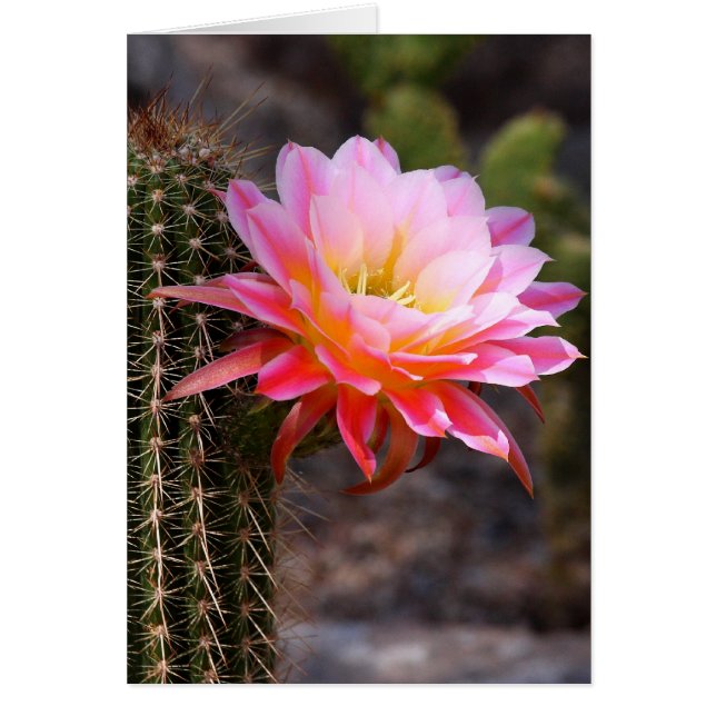 Cereus in rosa cactus bloom hälsningskort (Framsidan)