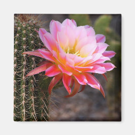 Cereus in rosa cactus bloom magnet