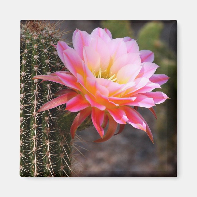 Cereus in rosa cactus bloom magnet (Framsidan)