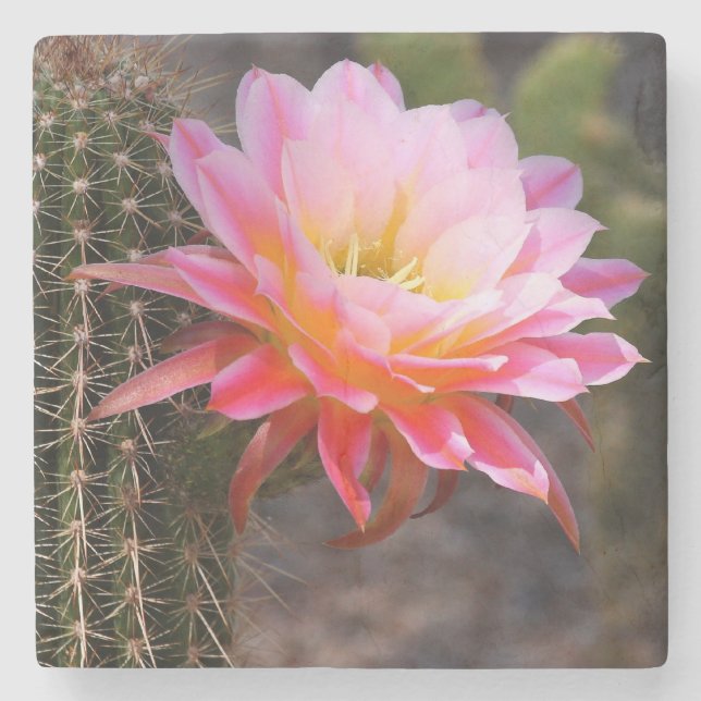 Cereus in rosa cactus bloom stenunderlägg (Framsidan)