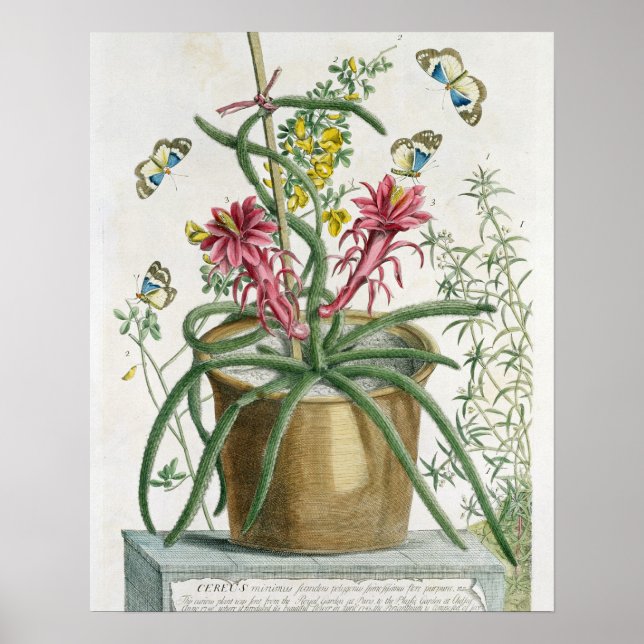Cereus Minimus, 1745 (färgad litho) Poster (Framsidan)