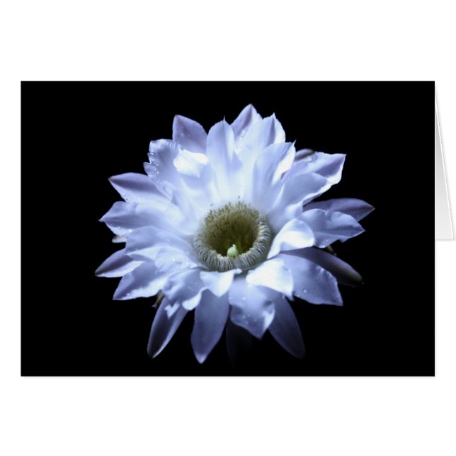 Cereuskaktusblommar Hälsningskort (Framsidan Horizontal)