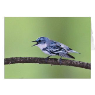 Cerulean sångare hälsningskort