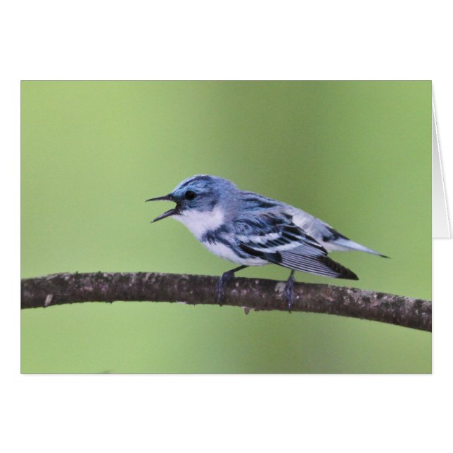 Cerulean sångare hälsningskort (Framsidan Horizontal)