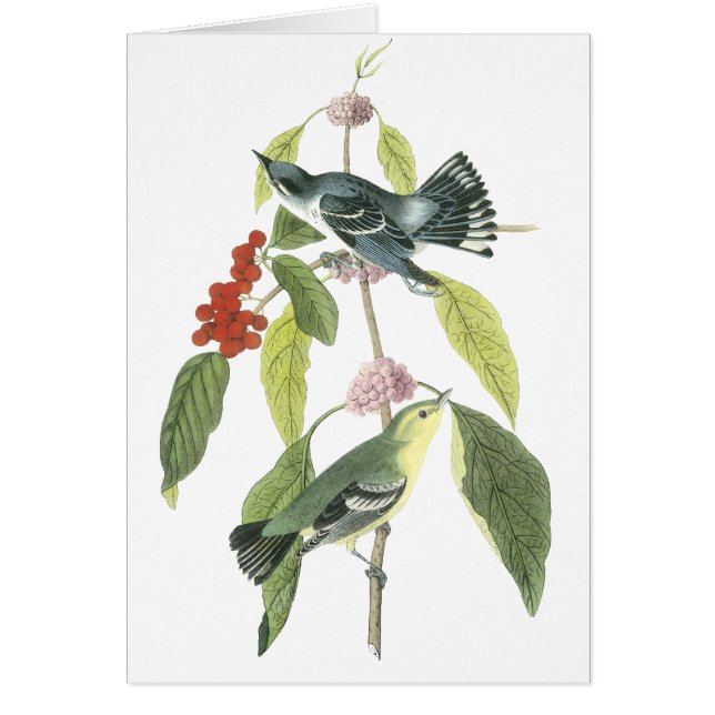 Cerulean sångare, John Audubon Hälsningskort (Framsidan)
