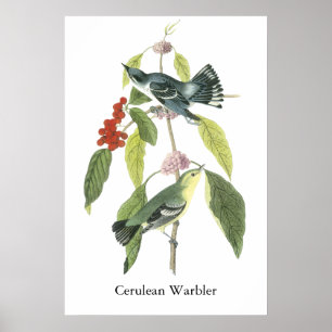 Cerulean sångare, John Audubon Poster
