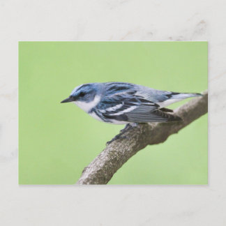 Cerulean Warbler Vykort