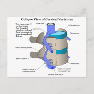 Cervical Vertebra of the Human Spinal Column Vykort