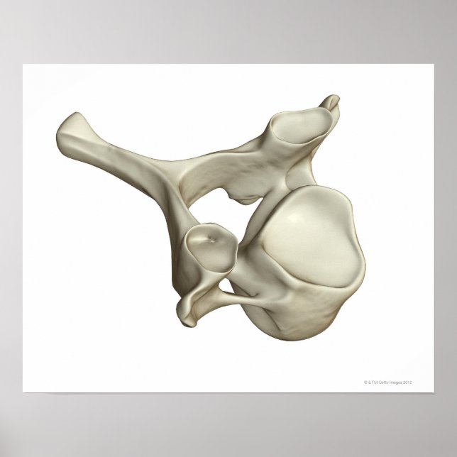 Cervical Vertebra Poster (Framsidan)