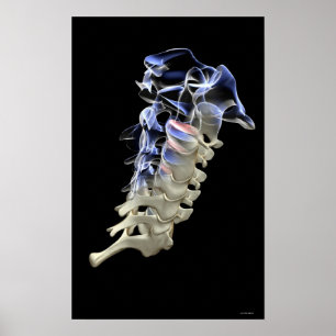 Cervical Vertebrae 4 Poster